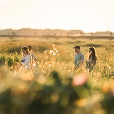 Vier Personen spazieren durch ein Feld das von der tiefen Sonne in warme Farben getaucht ist.